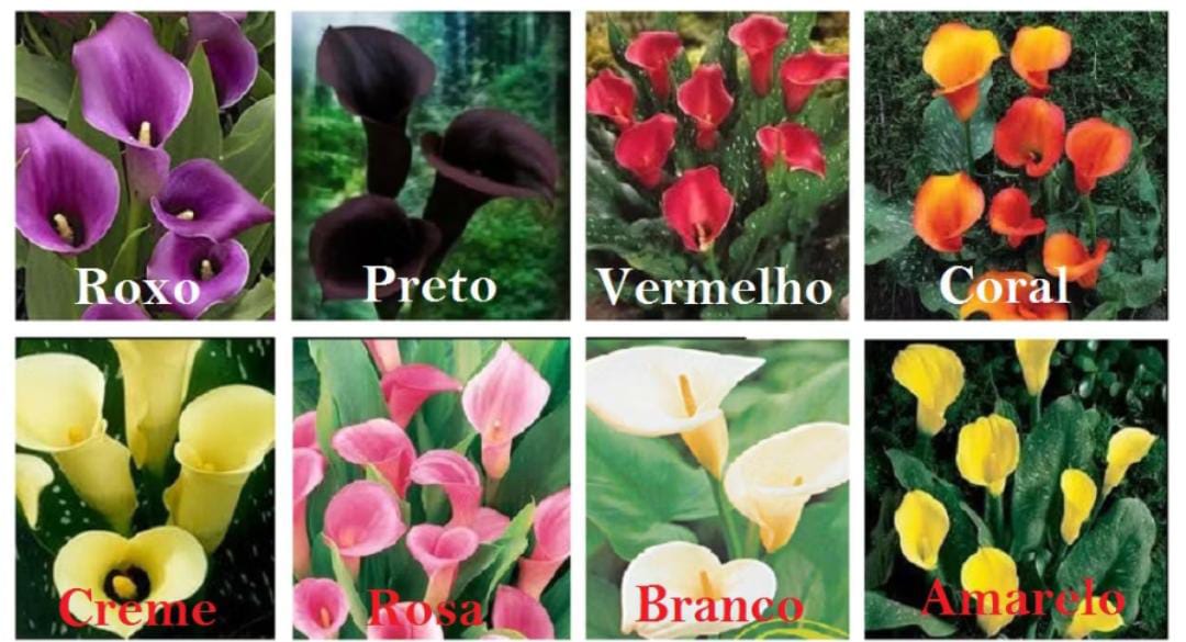 Kit 100 Sementes Sortidas de Copo-de-Leite – Mix de Espécies + Manual de Cultivo