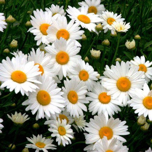Kit com 200 Sementes de Margarida Branca para um Jardim Encantador.