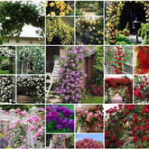 Sementes De Rosas Trepadeiras Cores variadas Mix sortidas